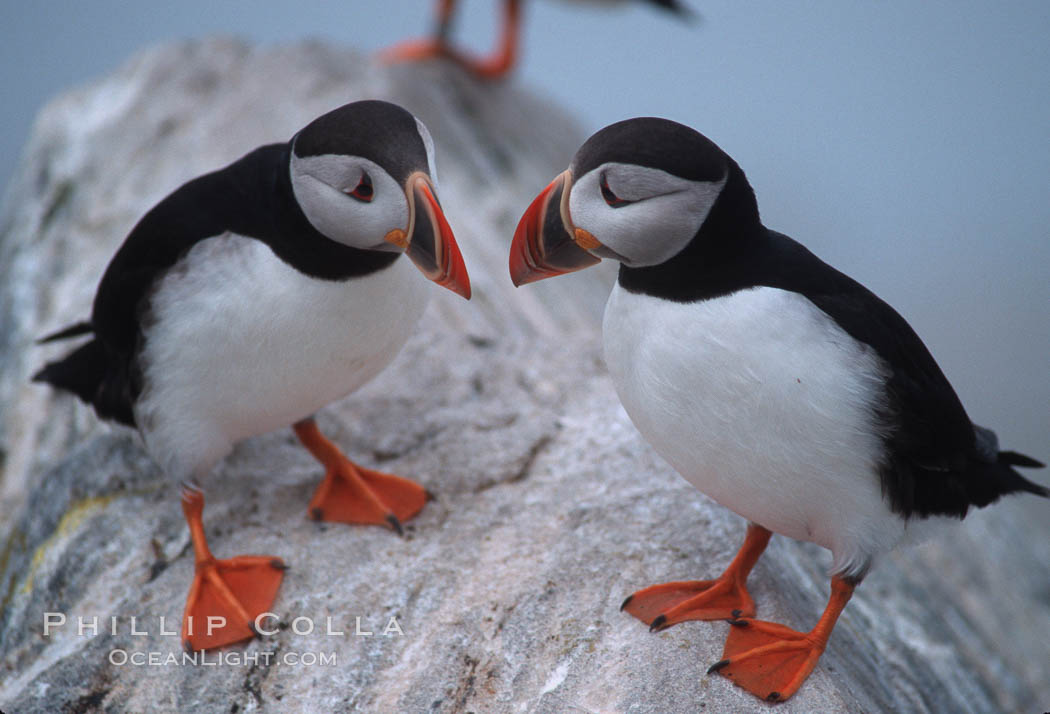 Atlantic puffin, mating coloration. Machias Seal Island, Maine, USA, Fratercula arctica, natural history stock photograph, photo id 03151