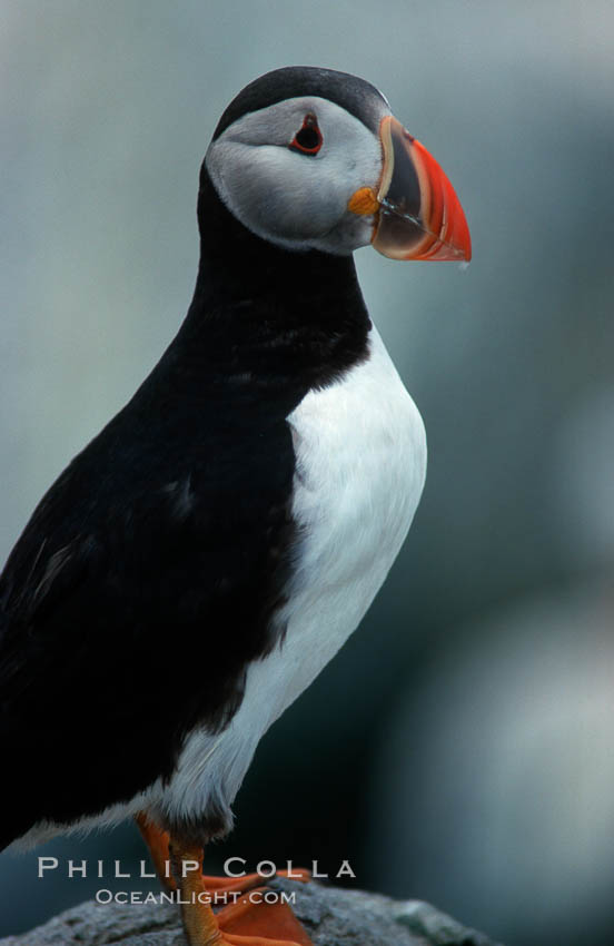 Atlantic puffin, mating coloration. Machias Seal Island, Maine, USA, Fratercula arctica, natural history stock photograph, photo id 03155