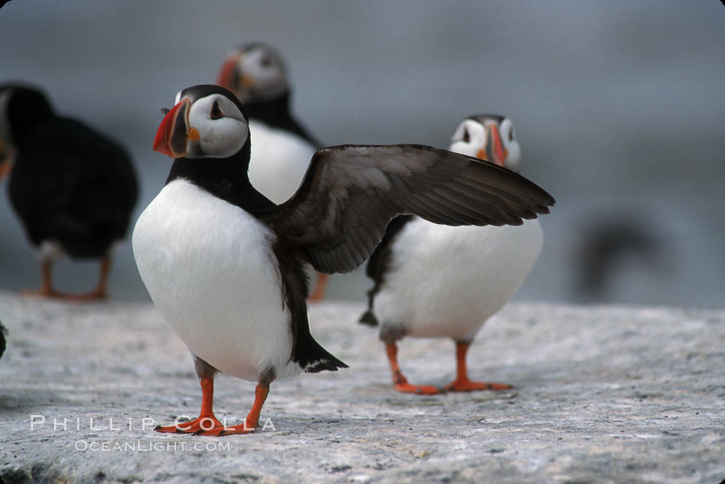 Atlantic puffin, mating coloration. Machias Seal Island, Maine, USA, Fratercula arctica, natural history stock photograph, photo id 03149