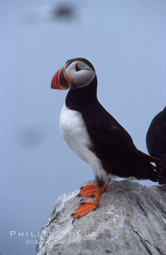 Atlantic puffin, mating coloration. Machias Seal Island, Maine, USA, Fratercula arctica, natural history stock photograph, photo id 03153