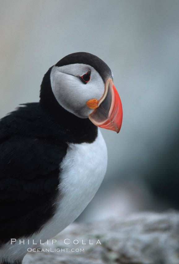 Atlantic puffin, mating coloration. Machias Seal Island, Maine, USA, Fratercula arctica, natural history stock photograph, photo id 03122