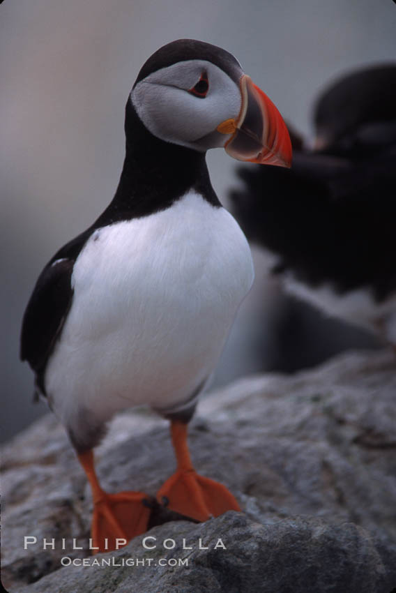 Atlantic puffin, mating coloration. Machias Seal Island, Maine, USA, Fratercula arctica, natural history stock photograph, photo id 03130