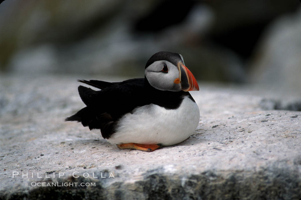 Atlantic puffin, mating coloration. Machias Seal Island, Maine, USA, Fratercula arctica, natural history stock photograph, photo id 03138