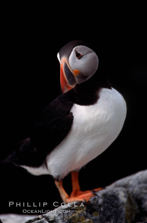 Atlantic puffin, mating coloration. Machias Seal Island, Maine, USA, Fratercula arctica, natural history stock photograph, photo id 03120