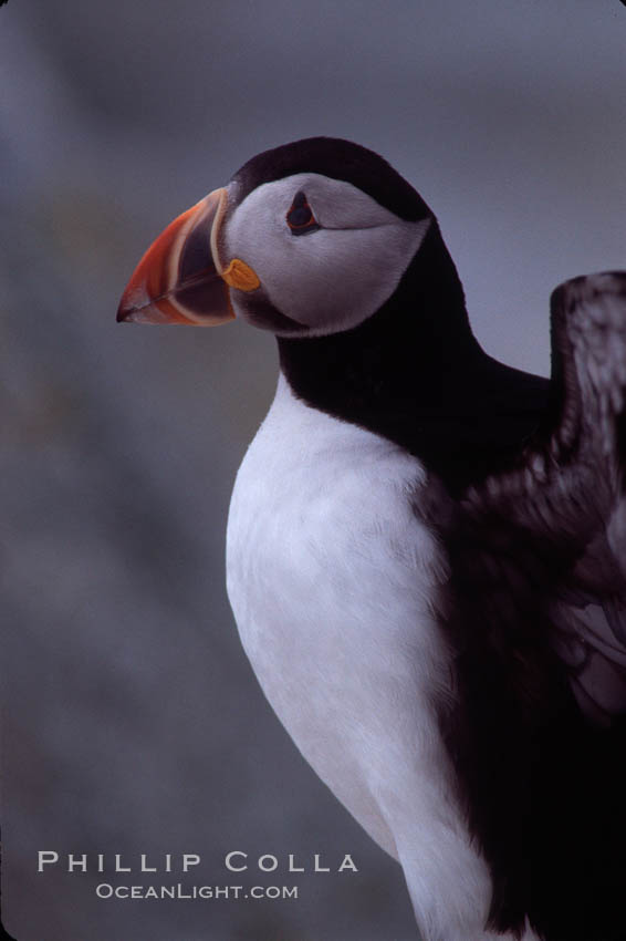 Atlantic puffin, mating coloration. Machias Seal Island, Maine, USA, Fratercula arctica, natural history stock photograph, photo id 03124