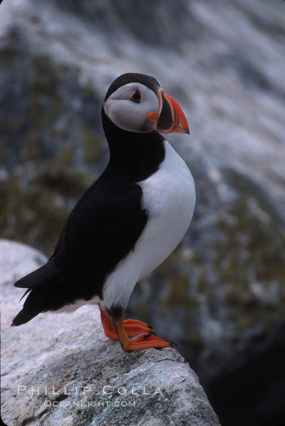 Atlantic puffin, mating coloration. Machias Seal Island, Maine, USA, Fratercula arctica, natural history stock photograph, photo id 03128