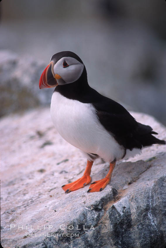 Atlantic puffin, mating coloration. Machias Seal Island, Maine, USA, Fratercula arctica, natural history stock photograph, photo id 03132