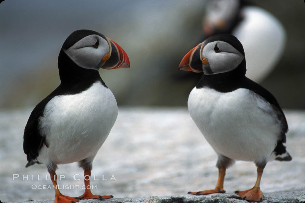 Atlantic puffin, mating coloration. Machias Seal Island, Maine, USA, Fratercula arctica, natural history stock photograph, photo id 03136