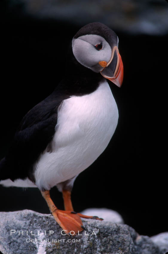 Atlantic puffin, mating coloration. Machias Seal Island, Maine, USA, Fratercula arctica, natural history stock photograph, photo id 03119