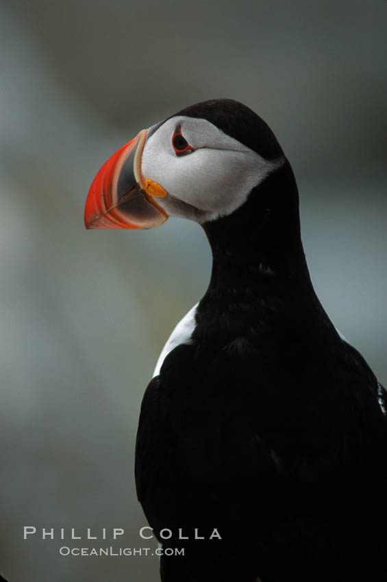 Atlantic puffin, mating coloration. Machias Seal Island, Maine, USA, Fratercula arctica, natural history stock photograph, photo id 03123