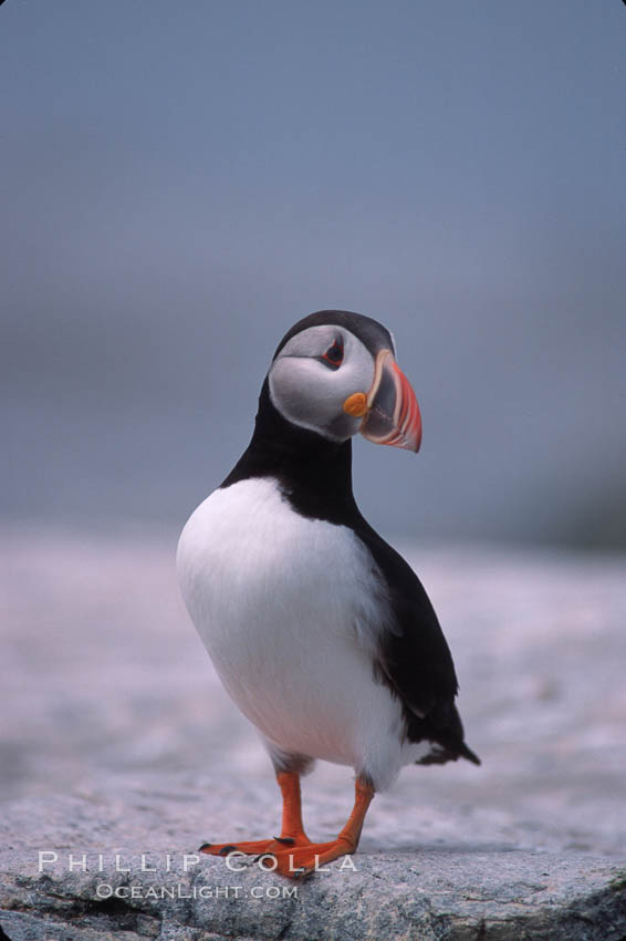 Atlantic puffin, mating coloration. Machias Seal Island, Maine, USA, Fratercula arctica, natural history stock photograph, photo id 03127