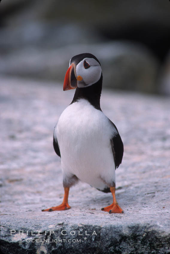 Atlantic puffin, mating coloration. Machias Seal Island, Maine, USA, Fratercula arctica, natural history stock photograph, photo id 03131