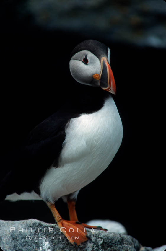 Atlantic puffin, mating coloration. Machias Seal Island, Maine, USA, Fratercula arctica, natural history stock photograph, photo id 03121