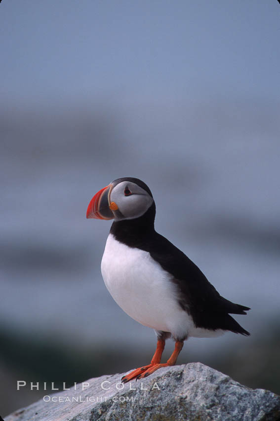 Atlantic puffin, mating coloration. Machias Seal Island, Maine, USA, Fratercula arctica, natural history stock photograph, photo id 03125