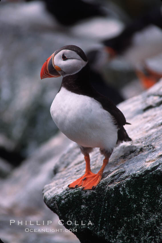 Atlantic puffin, mating coloration. Machias Seal Island, Maine, USA, Fratercula arctica, natural history stock photograph, photo id 03129