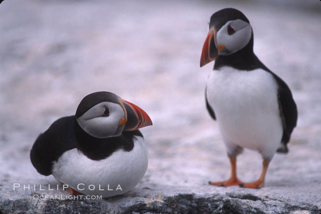 Atlantic puffin, mating coloration. Machias Seal Island, Maine, USA, Fratercula arctica, natural history stock photograph, photo id 03133