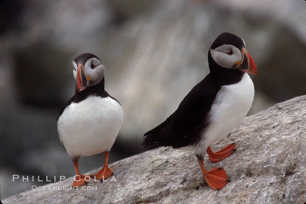 Atlantic puffin, mating coloration. Machias Seal Island, Maine, USA, Fratercula arctica, natural history stock photograph, photo id 03137