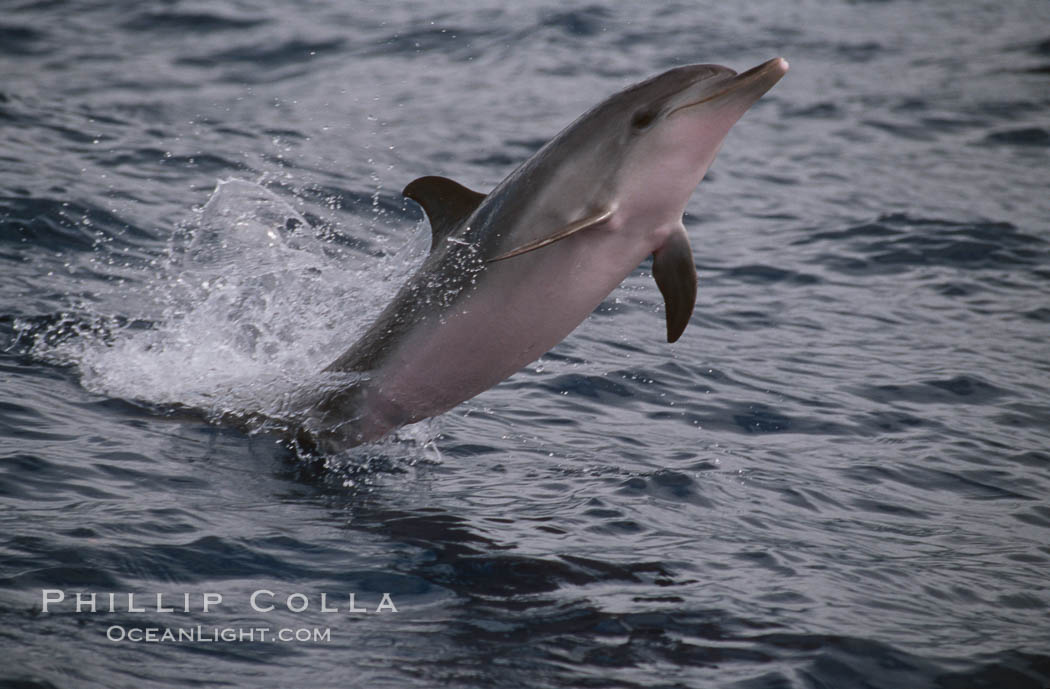 Atlantic spotted dolphin. Sao Miguel Island, Azores, Portugal, Stenella frontalis, natural history stock photograph, photo id 02086