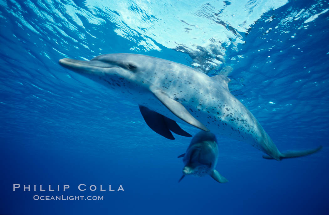 Atlantic spotted dolphin. Bahamas, Stenella frontalis, natural history stock photograph, photo id 04882