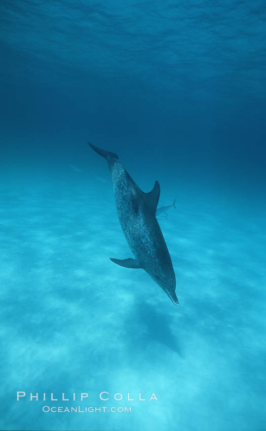 Atlantic spotted dolphin. Bahamas, Stenella frontalis, natural history stock photograph, photo id 04898