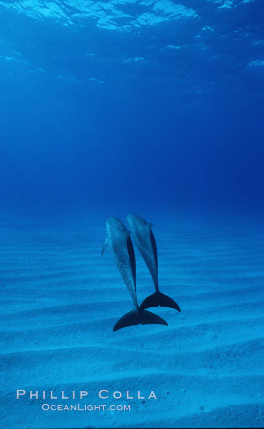 Atlantic spotted dolphin. Bahamas, Stenella frontalis, natural history stock photograph, photo id 04884