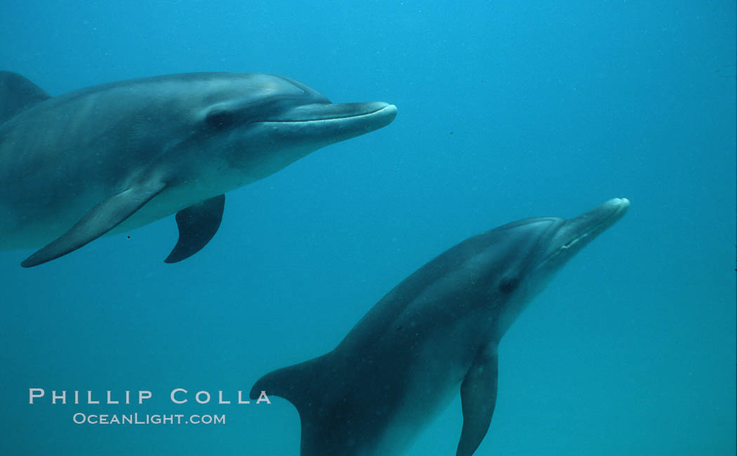 Atlantic spotted dolphin. Bahamas, Stenella frontalis, natural history stock photograph, photo id 04888