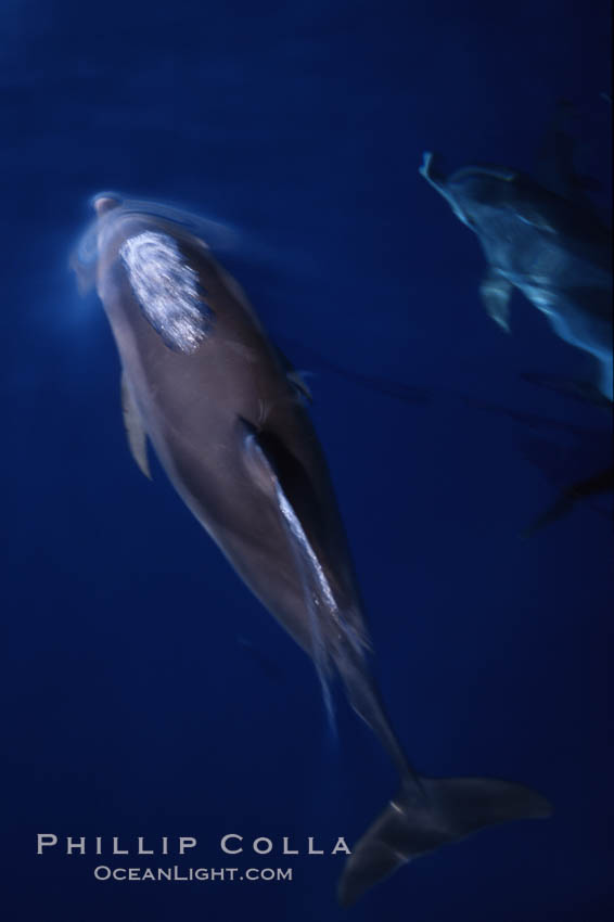 Atlantic spotted dolphin. Sao Miguel Island, Azores, Portugal, Stenella frontalis, natural history stock photograph, photo id 04972