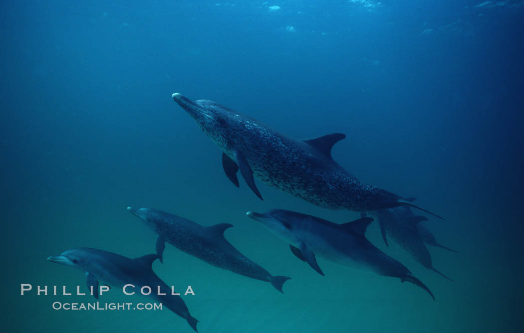 Atlantic spotted dolphin. Bahamas, Stenella frontalis, natural history stock photograph, photo id 01963