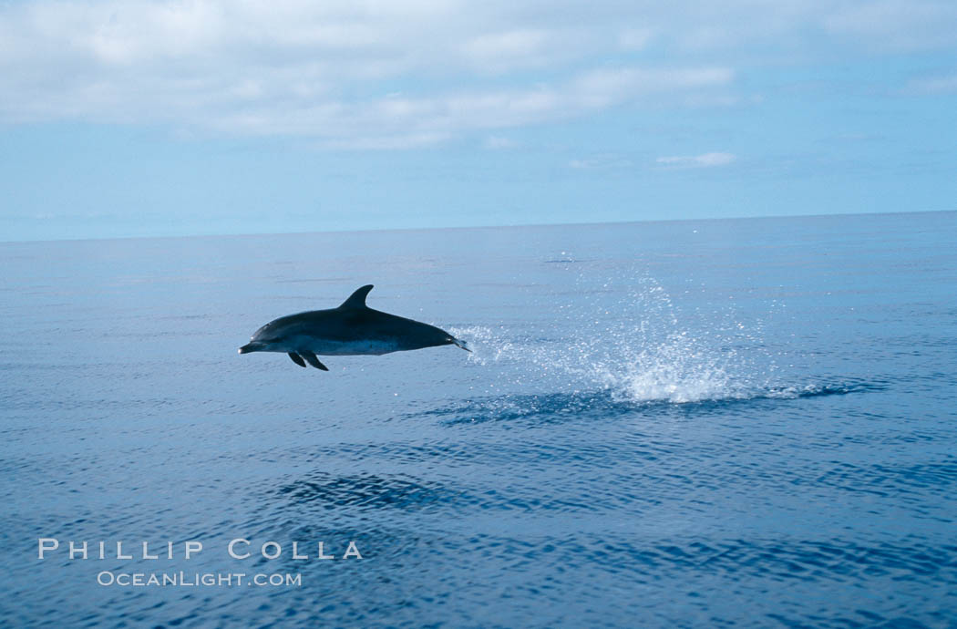 Atlantic spotted dolphin. Sao Miguel Island, Azores, Portugal, Stenella frontalis, natural history stock photograph, photo id 02087