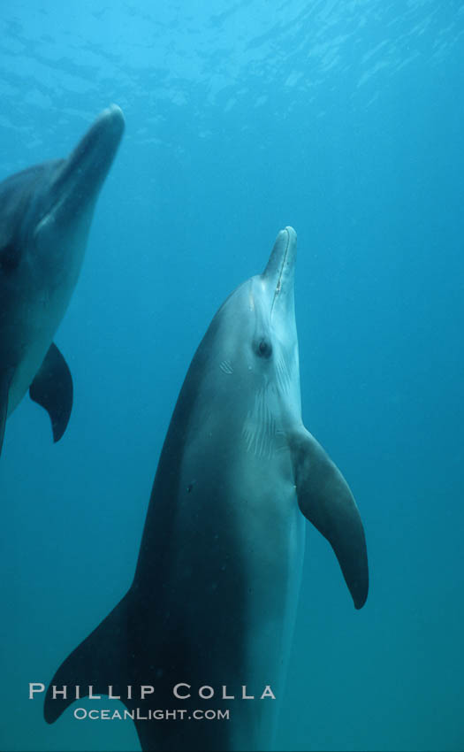 Atlantic spotted dolphin. Bahamas, Stenella frontalis, natural history stock photograph, photo id 04887