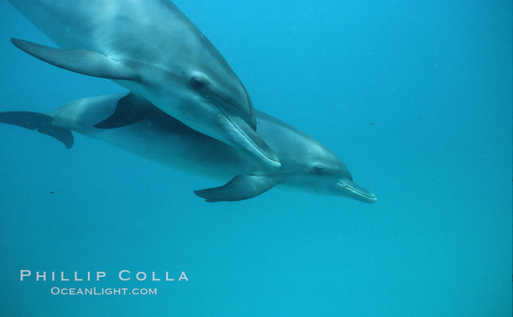 Atlantic spotted dolphin. Bahamas, Stenella frontalis, natural history stock photograph, photo id 04891