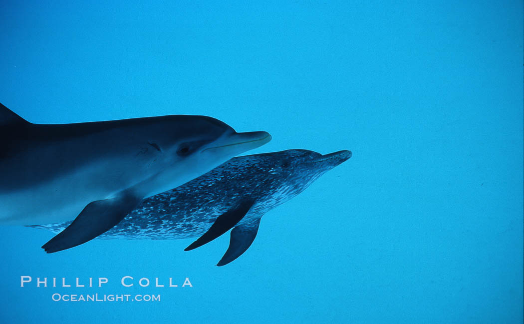 Atlantic spotted dolphin. Bahamas, Stenella frontalis, natural history stock photograph, photo id 04895