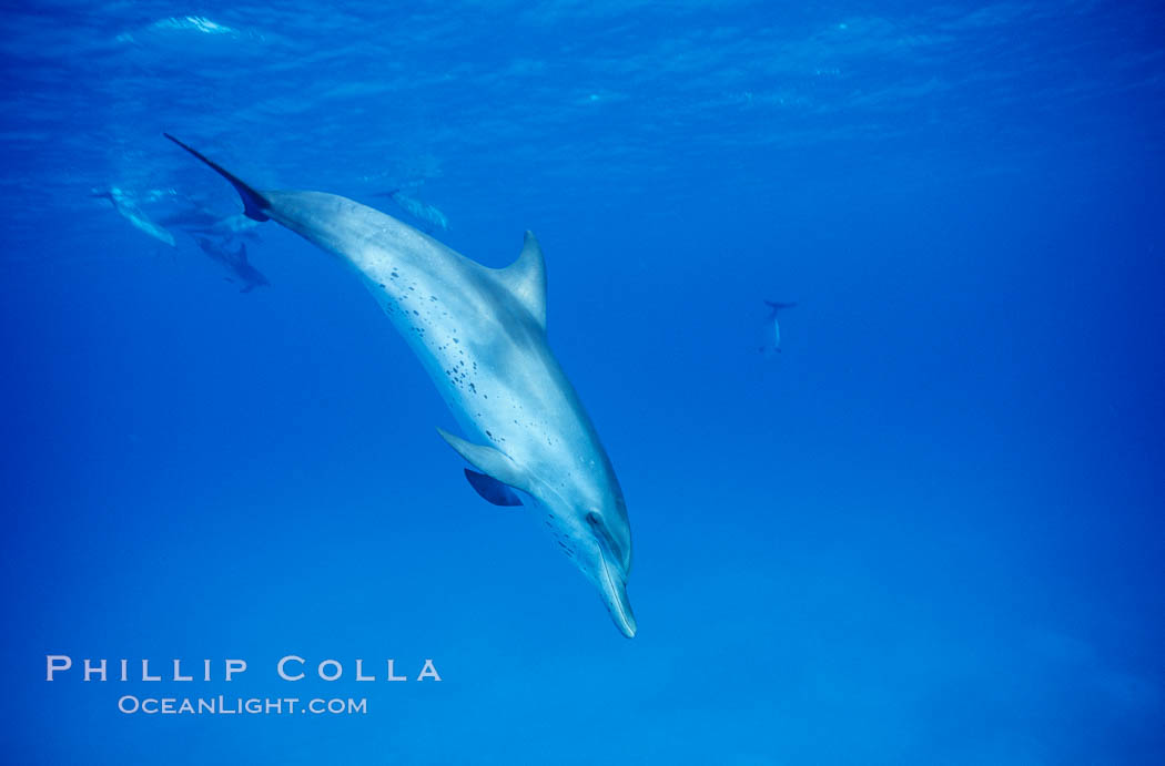 Atlantic spotted dolphin. Bahamas, Stenella frontalis, natural history stock photograph, photo id 04899