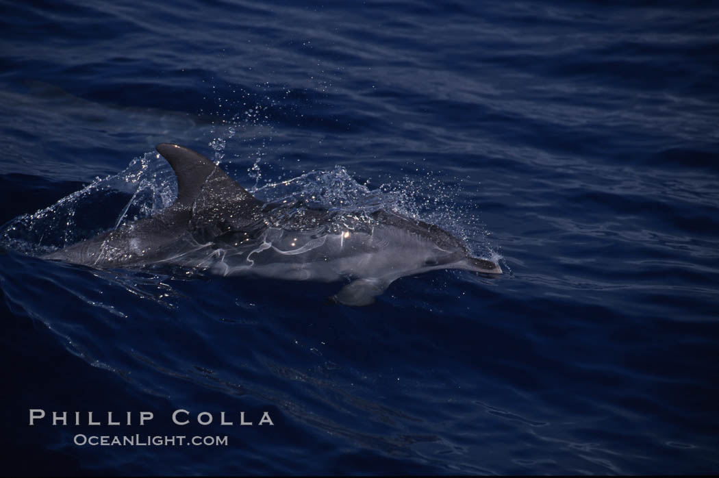 Atlantic spotted dolphin. Sao Miguel Island, Azores, Portugal, Stenella frontalis, natural history stock photograph, photo id 04971