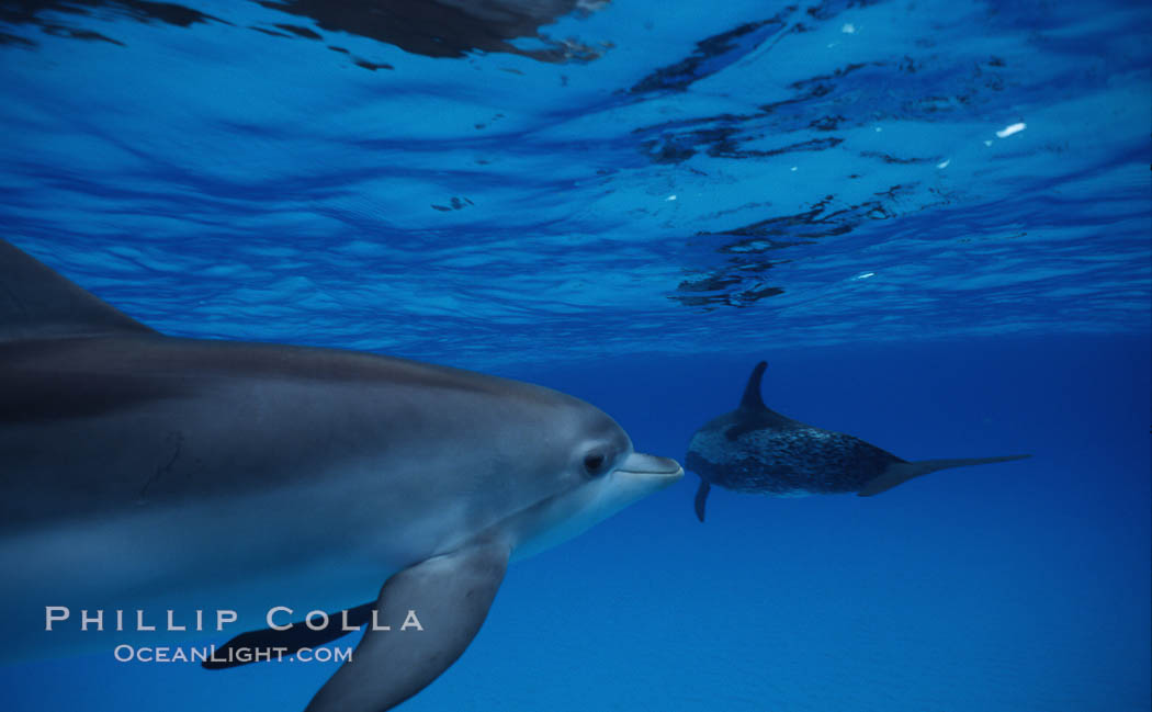 Atlantic spotted dolphin. Bahamas, Stenella frontalis, natural history stock photograph, photo id 04885