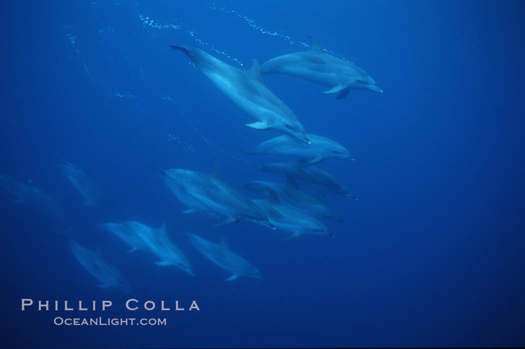 Atlantic spotted dolphin. Sao Miguel Island, Azores, Portugal, Stenella frontalis, natural history stock photograph, photo id 04978