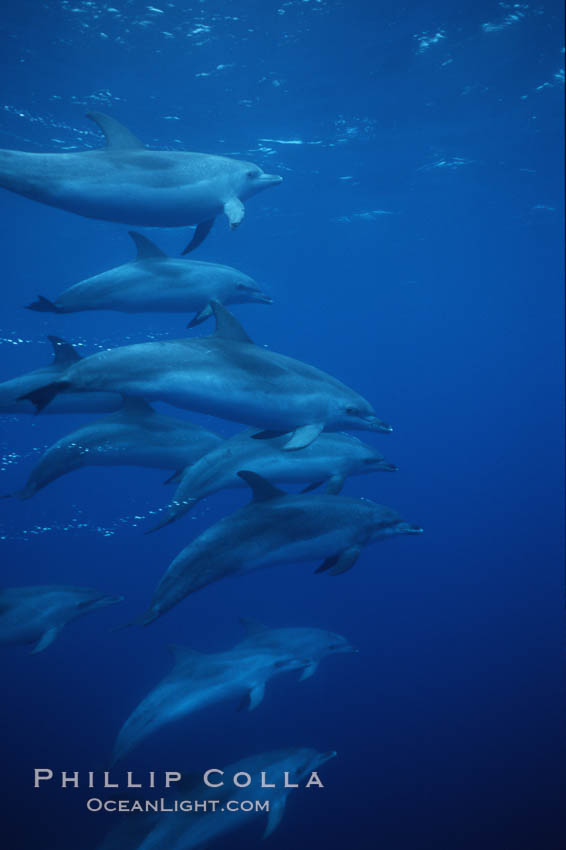 Atlantic spotted dolphin. Sao Miguel Island, Azores, Portugal, Stenella frontalis, natural history stock photograph, photo id 04980