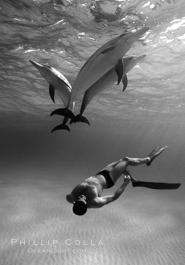 Atlantic spotted dolphin, Olympic swimmer Matt Biondi. Bahamas, Stenella frontalis, natural history stock photograph, photo id 06128