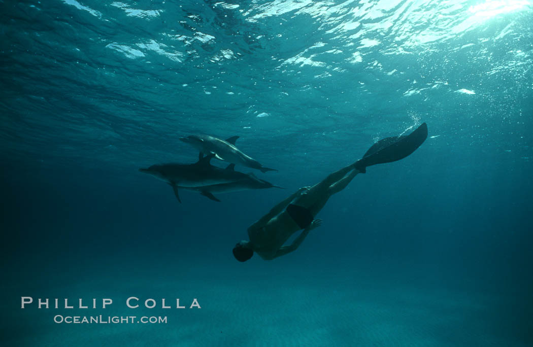 Atlantic spotted dolphin, Olympic swimmer Matt Biondi, sunset. Bahamas, Stenella frontalis, natural history stock photograph, photo id 06228
