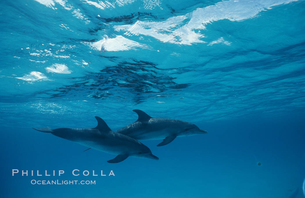 Atlantic spotted dolphin. Bahamas, Stenella frontalis, natural history stock photograph, photo id 06232