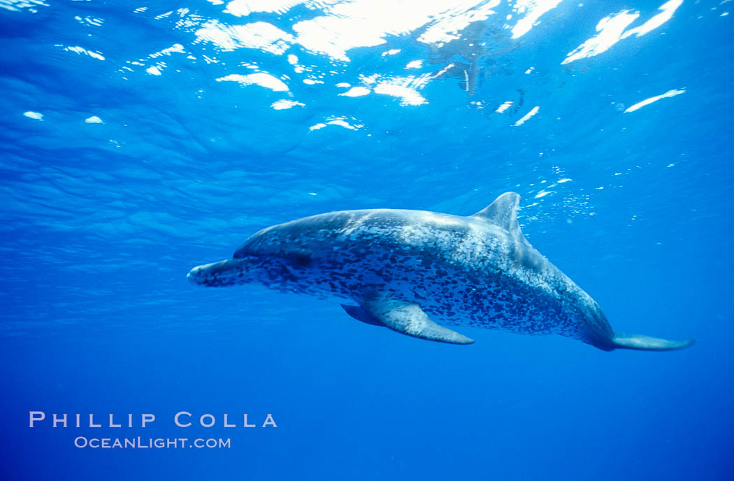 Atlantic spotted dolphin. Bahamas, Stenella frontalis, natural history stock photograph, photo id 19900
