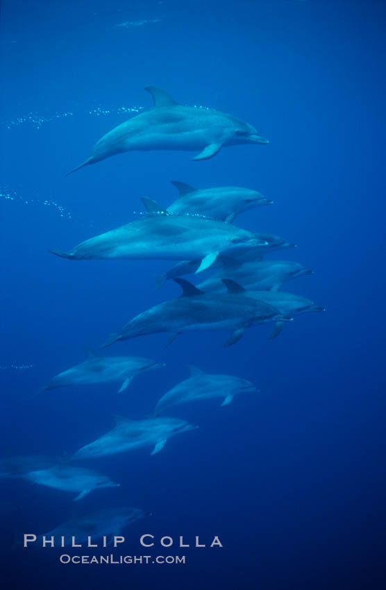 Atlantic spotted dolphin. Sao Miguel Island, Azores, Portugal, Stenella frontalis, natural history stock photograph, photo id 04979