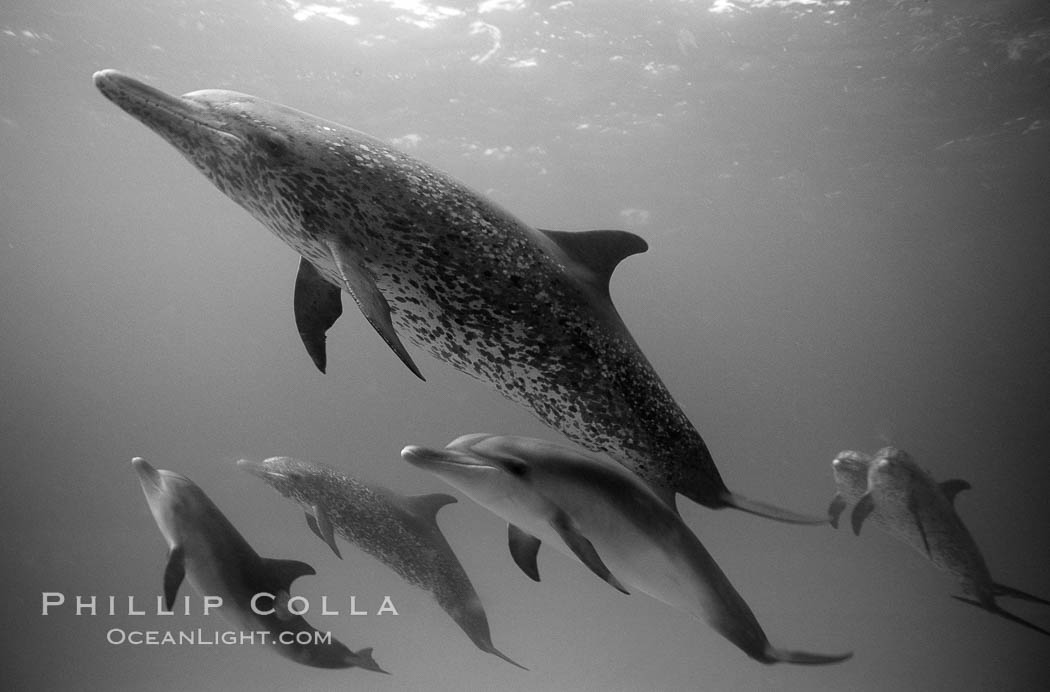 Atlantic spotted dolphin. Bahamas, Stenella frontalis, natural history stock photograph, photo id 06127