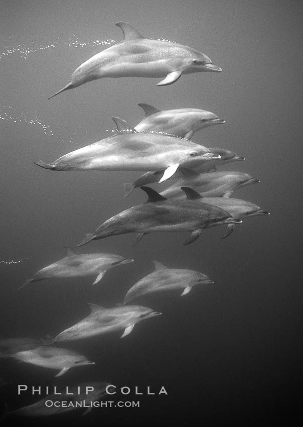 Atlantic spotted dolphin. Sao Miguel Island, Azores, Portugal, Stenella frontalis, natural history stock photograph, photo id 06131