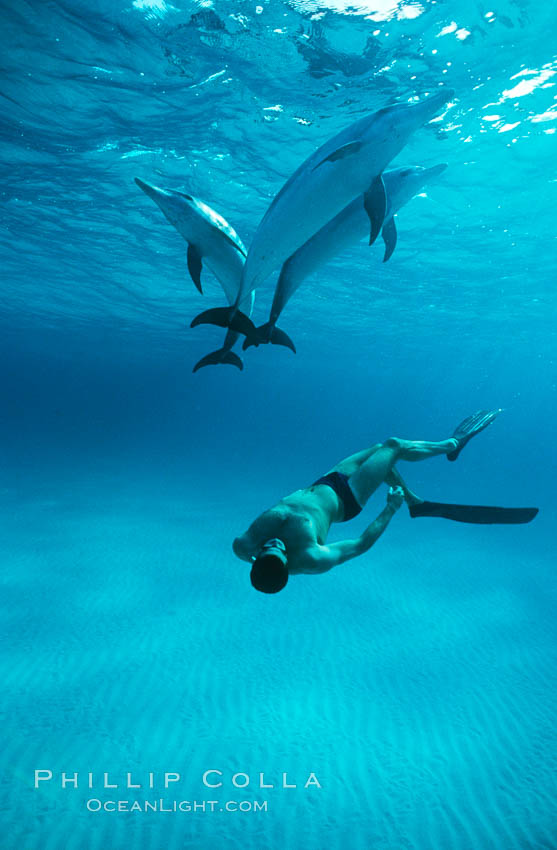 Atlantic spotted dolphin, Olympic swimmer Matt Biondi, sunset. Bahamas, Stenella frontalis, natural history stock photograph, photo id 06227