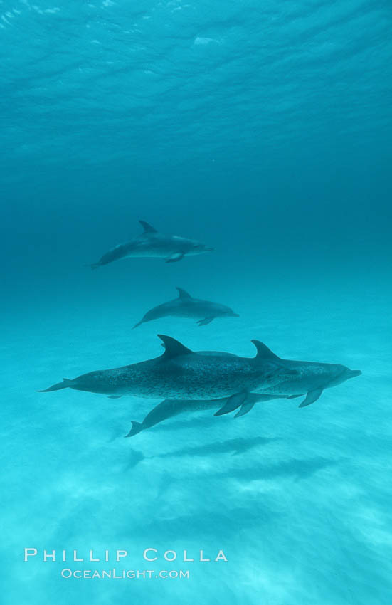 Atlantic spotted dolphin. Bahamas, Stenella frontalis, natural history stock photograph, photo id 06229