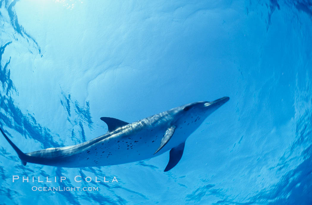 Atlantic spotted dolphin. Bahamas, Stenella frontalis, natural history stock photograph, photo id 19897