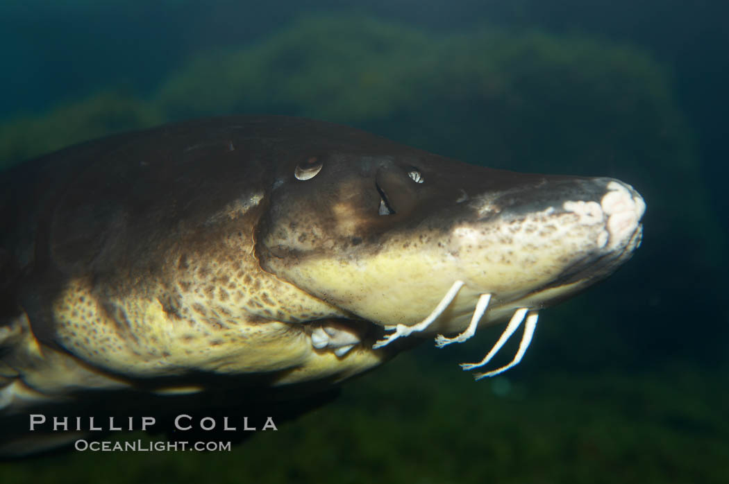 Atlantic sturgeon., Acipenser oxyrinchus oxyrinchus, natural history stock photograph, photo id 11026