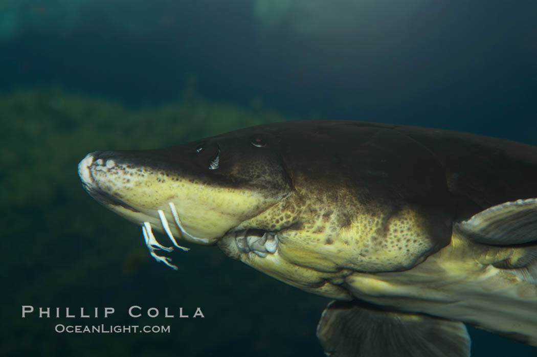 Atlantic sturgeon., Acipenser oxyrinchus oxyrinchus, natural history stock photograph, photo id 11024