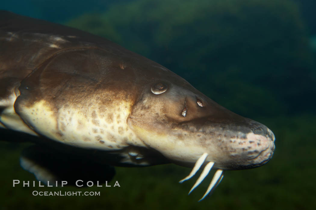 Atlantic sturgeon., Acipenser oxyrinchus oxyrinchus, natural history stock photograph, photo id 11025